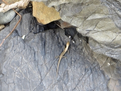 Oligosoma smithi