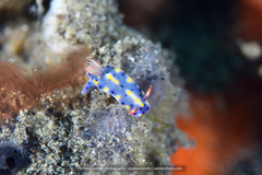 Hypselodoris roo