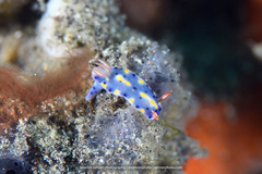 Hypselodoris roo