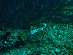 Ancylomenes magnificus