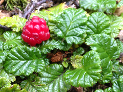 Rubus geoides