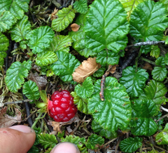 Rubus geoides
