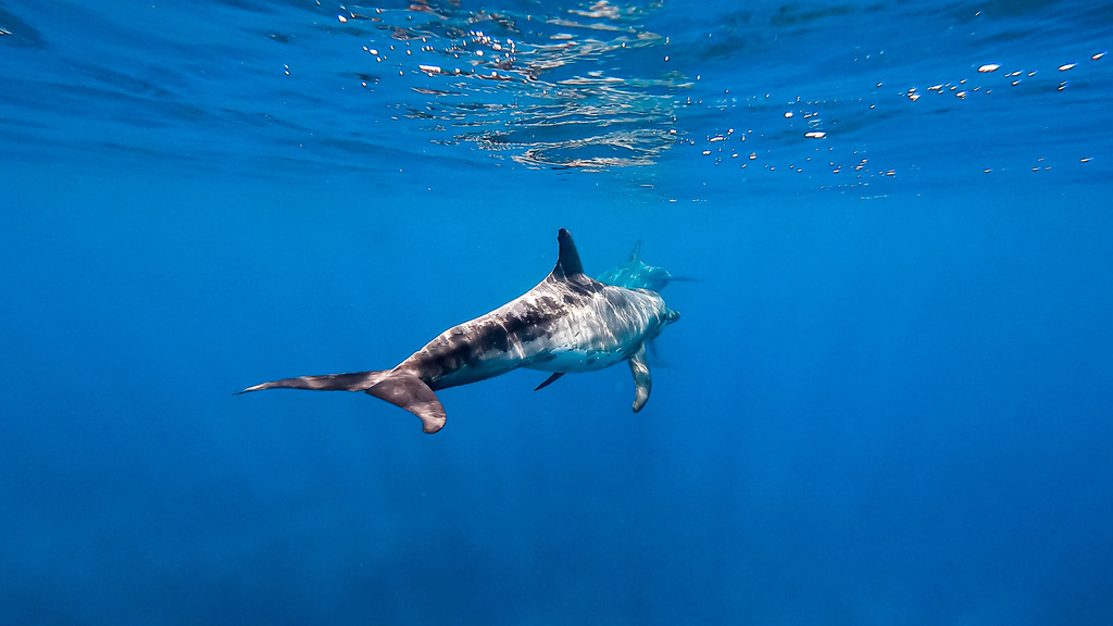 Rough-toothed Dolphin from Caleta Tiburón, Utila, Bay Islands, HN on ...