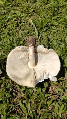 Chlorophyllum molybdites image