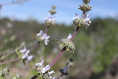 Raphidiidae