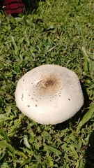 Chlorophyllum molybdites image