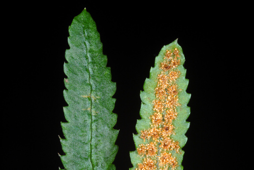 Christmas Fern