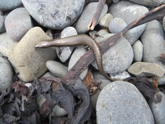 Oligosoma smithi