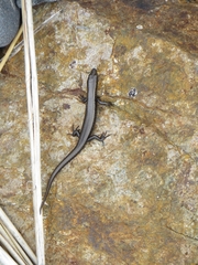 Oligosoma smithi