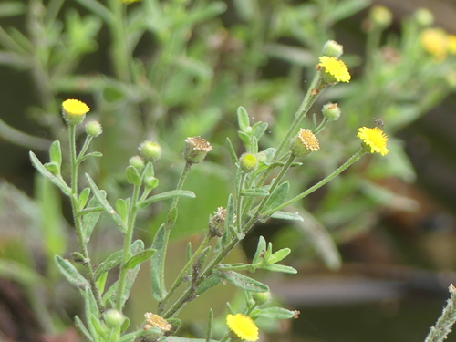 iNaturalist observation photo of Spanish False Fleabane