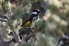 Adenanthos cygnorum