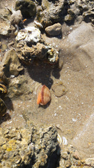 Megapitaria aurantiaca