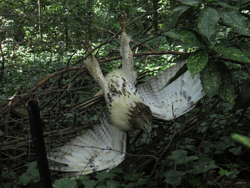 Red-tailed Hawk photographed in Georgia