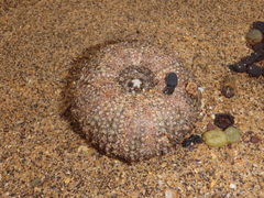 Heliocidaris