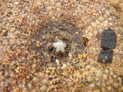 Heliocidaris
