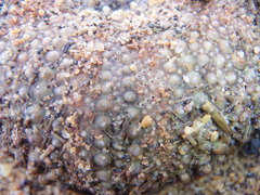 Heliocidaris