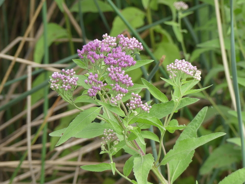 iNaturalist observation photo of marsh fleabane