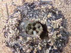 Heliocidaris