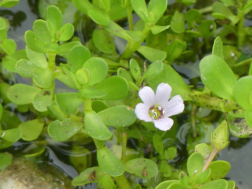iNaturalist observation photo of Herb-of-Grace