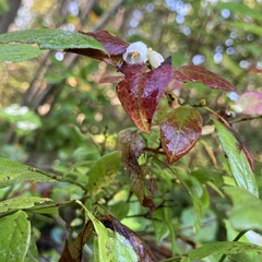 Vaccinium angustifolium image