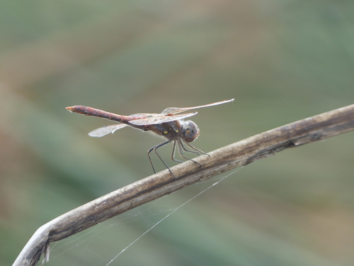 iNaturalist observation photo of Variegated Meadowhawk