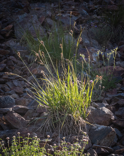 congdon's sedge (Carex congdonii)
