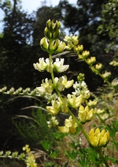 Lupinus densiflorus