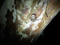 Image of Polyrhaphis angustata