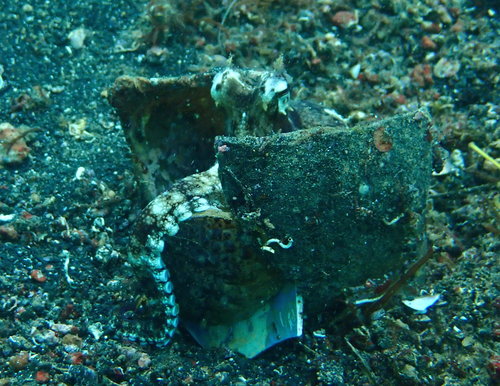 Amphioctopus marginatus