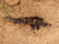 Diopatra dentata