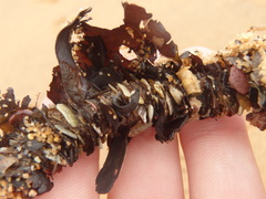 Diopatra dentata