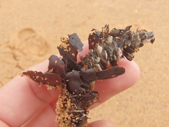 Diopatra dentata