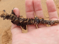 Diopatra dentata