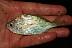Eucinostomus gula
