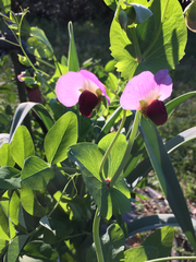 Pisum sativum sativum