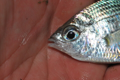 Eucinostomus gula