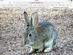 Sylvilagus audubonii