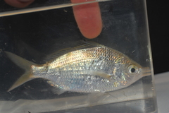 Eucinostomus gula