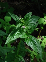 Epilobium glandulosum