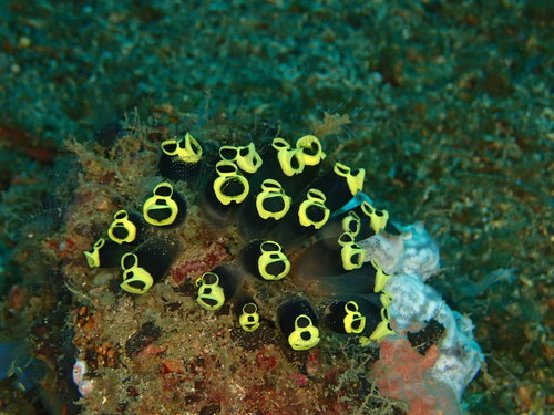Clavelina robusta