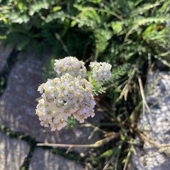 Achillea millefolium image