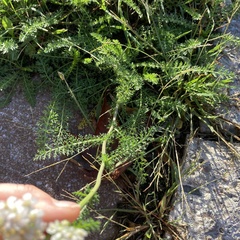 Achillea millefolium image