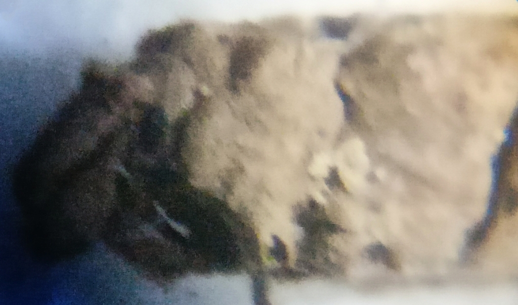 Entomoderus scaber