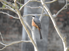 Lanius tephronotus