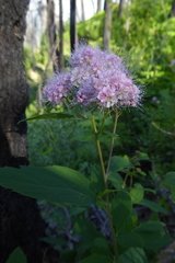 Spiraea × pyramidata