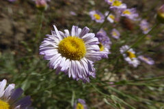 Erigeron filifolius
