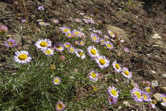 Erigeron filifolius