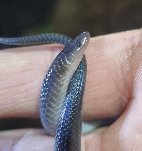 Peters' Earth Snake