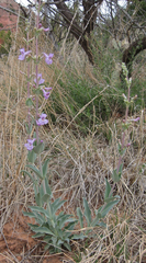 Penstemon fendleri