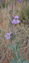 Penstemon fendleri